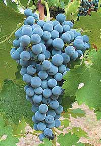 Wine Varieties VINE GRAFTS CABERNET SAUVIGNON