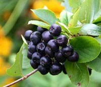 Fruit seedlings - SEEDLINGS OF ARONIA