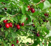 Fruit seedlings – SEEDLINGS OF CORNELIAN CHERRY