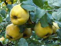 Fruit seedlings Quince – Vranje