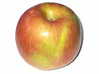 Voćne sadnice - jabuka fudzi