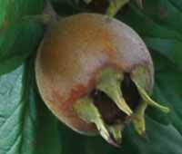 Seedlings of MEDLAR - DOMESTIC