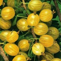 SEEDLINGS OF GOOSEBERRY