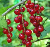 Fruit seedlings - SEEDLINGS OF CURRANT