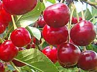 Seedlings of SOUR CHERRY – OBLAČINA CHERRY