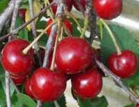 Seedlings of SOUR CHERRY – ŠUMADIJA CHERRY