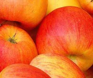 sadnice jabuke cena