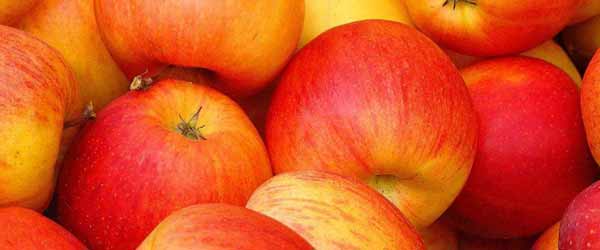 sadnice jabuke cena
