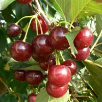 Seedlings of SOUR CHERRY - ERDI BÖTERMÖ