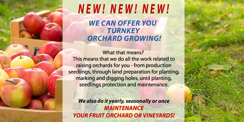 Orchard growing - Planting fruit seedlings or maintaining orchards