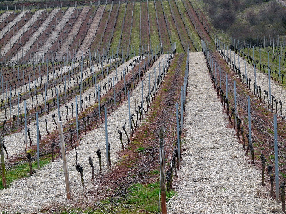 otpornost vinove loze