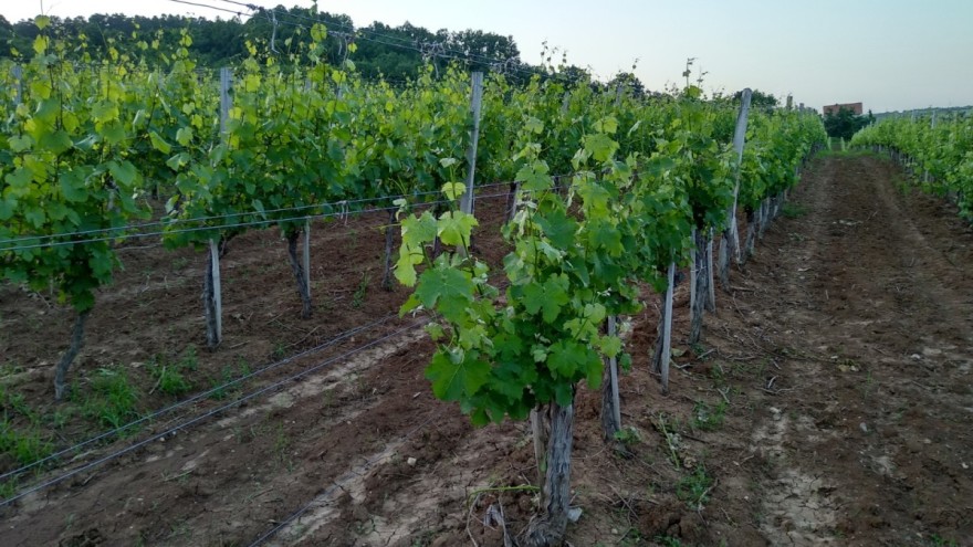 zemljiste u vinogradu